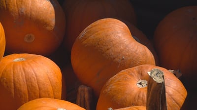 9th Annual Pumpkin Patch at Lanes Chapel Global Methodist Church