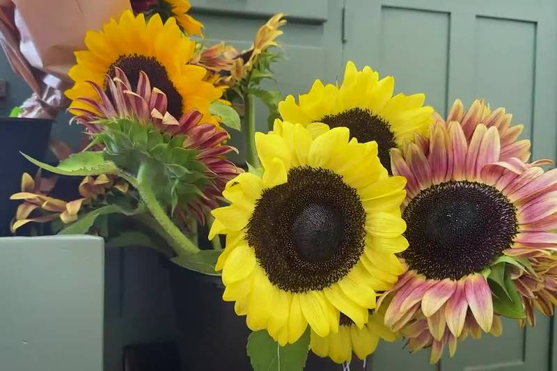 Captivating colors and picture-perfect moments at this East Texas flower farm