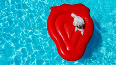 Fun, fur, and frivolity at Pawchella 2023