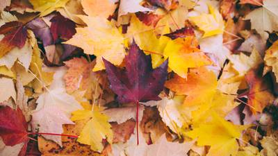Fall Festival at Sorelle Farms