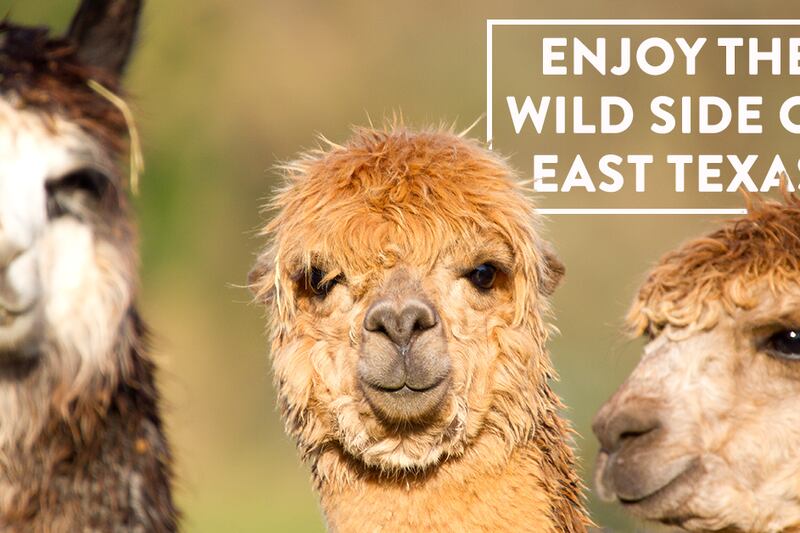 Experience the wild side of East Texas